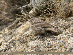 Image of Red-fronted Rosefinch