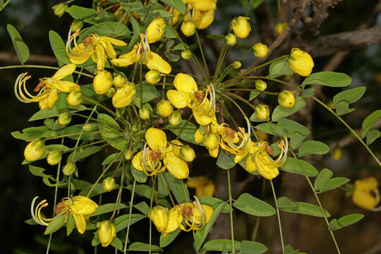 Image of long-pod-cassia