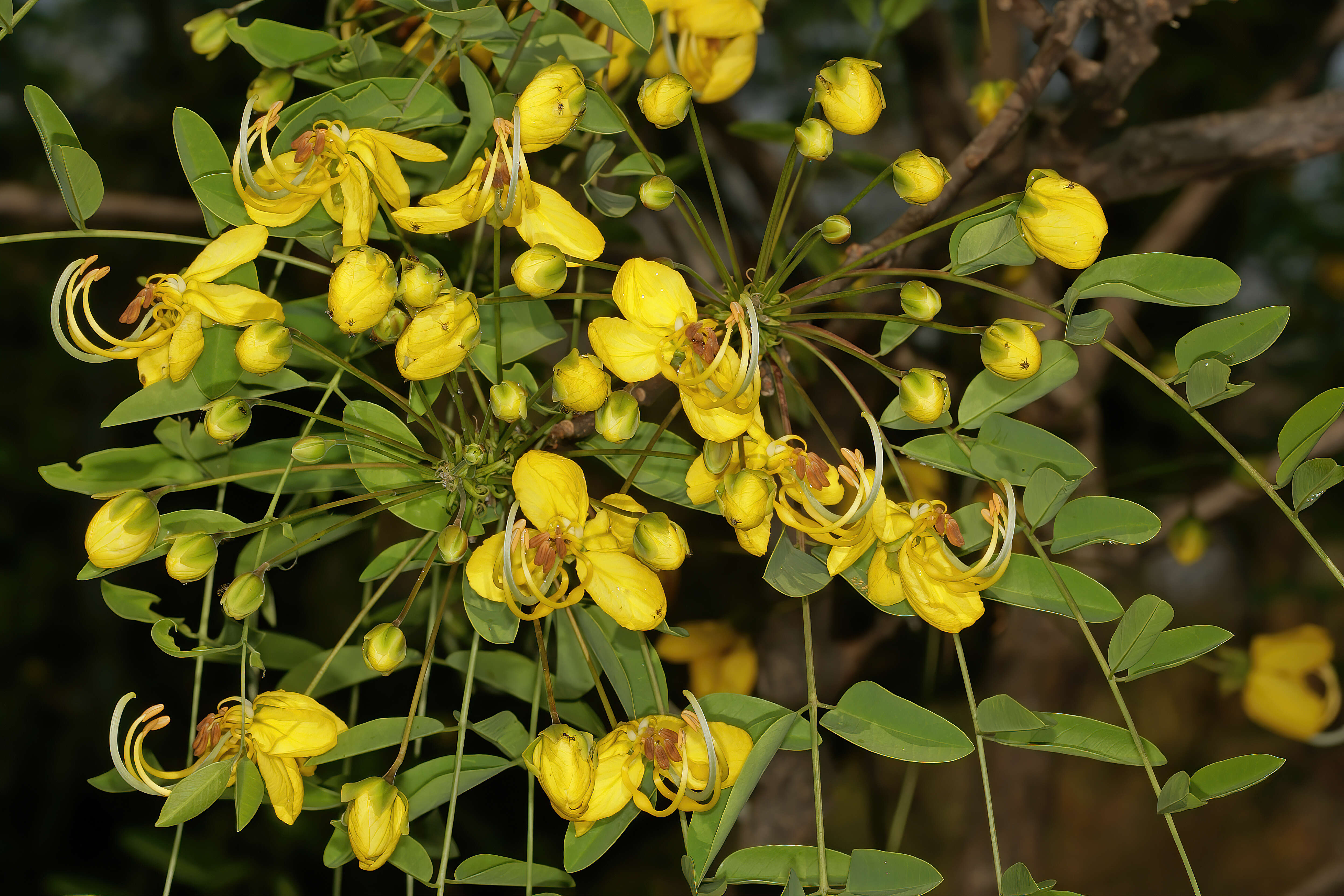 Слика од Cassia abbreviata Oliv.