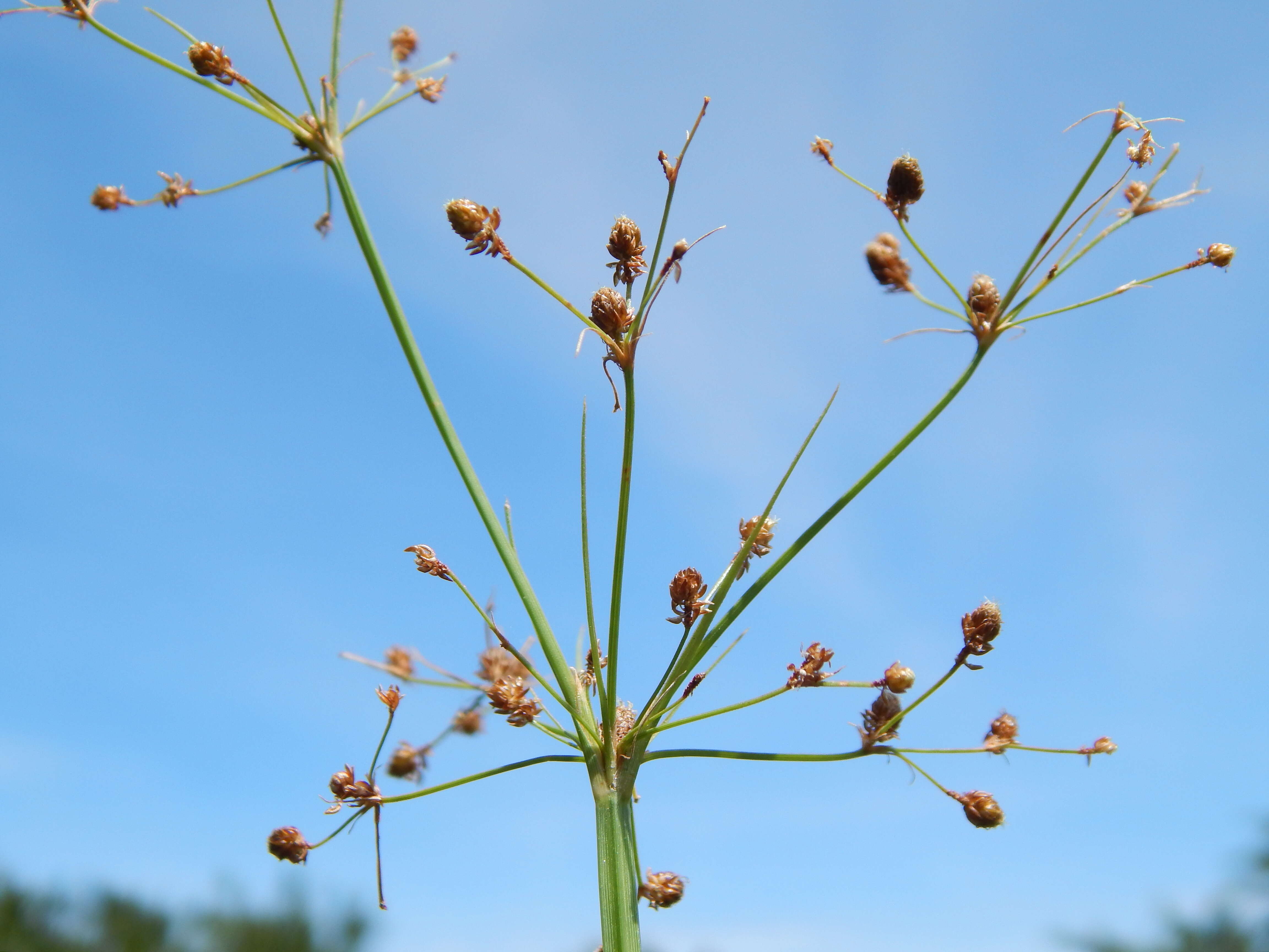 Image of Grass-Like Fimbristylis