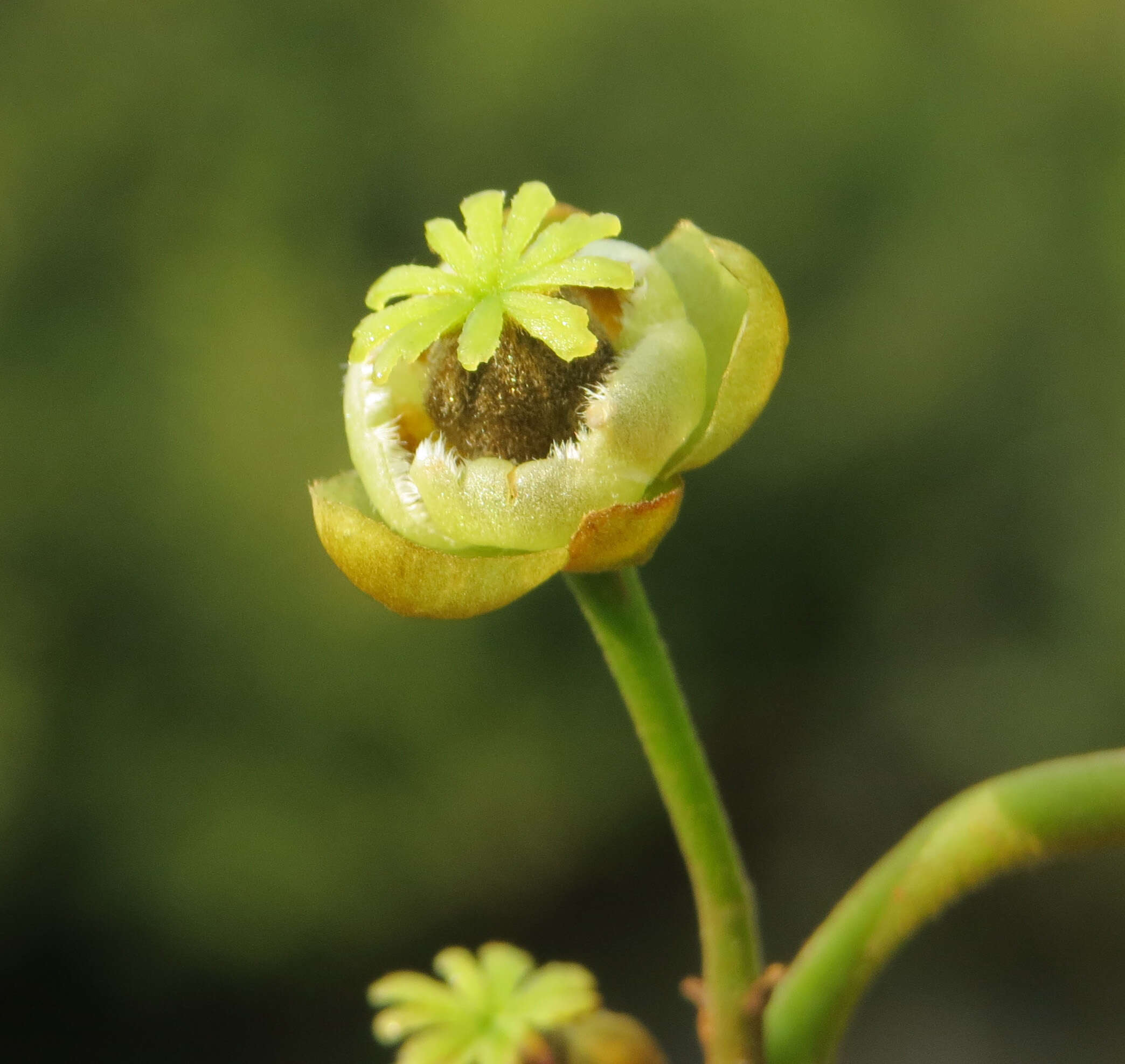 五蕊大风子的圖片