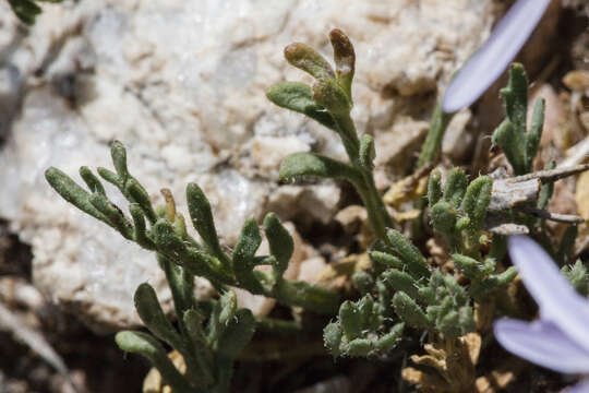 Image of featherleaf fleabane