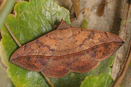 Image of Velvetbean Caterpillar Moth