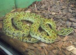 Image of Jerdon's Pitviper