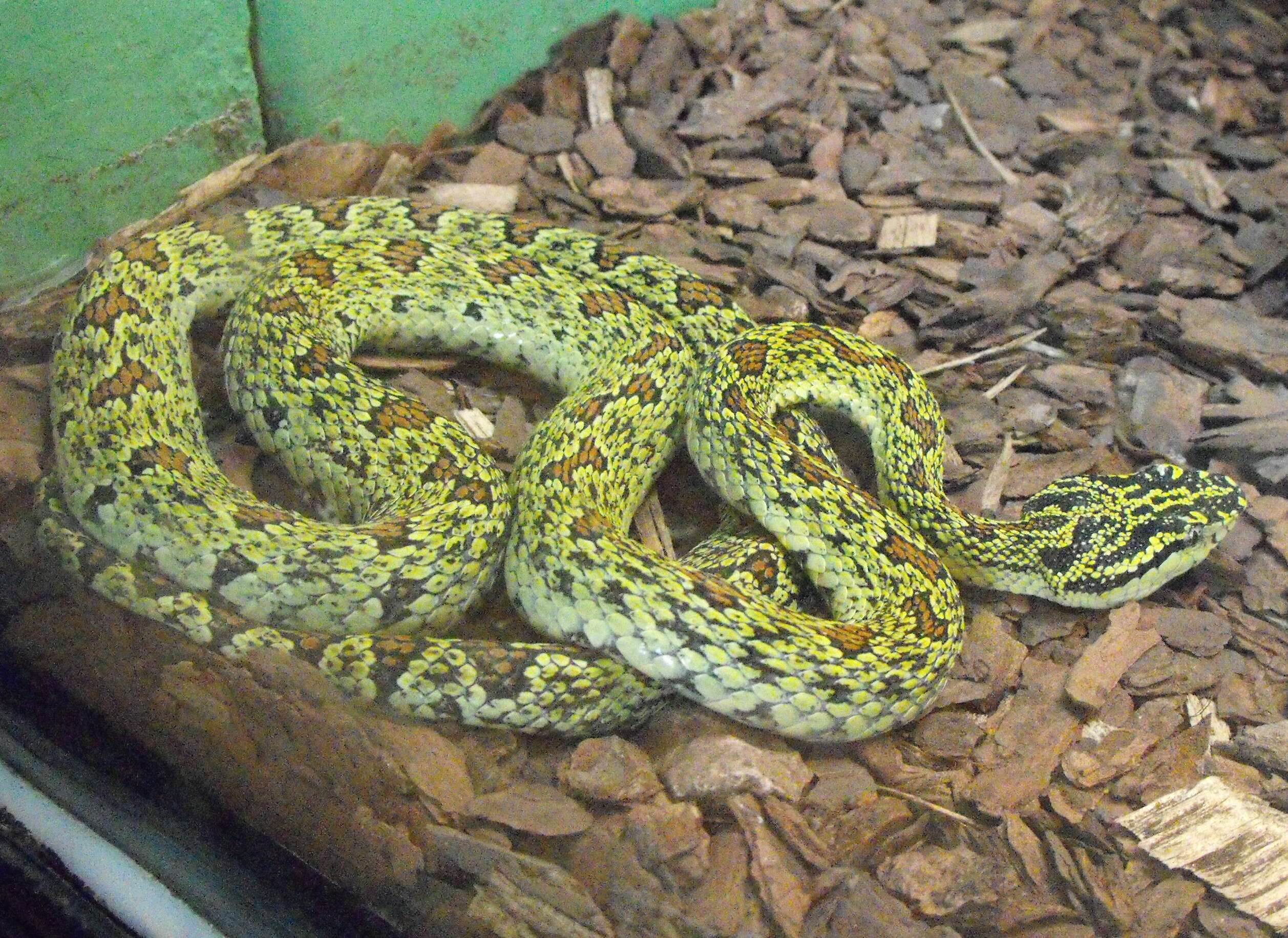 Image of Jerdon's Pitviper