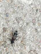 Image of grey-coated longhorn beetle