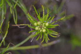 Image of Thin-leafed Darwin's Shrub