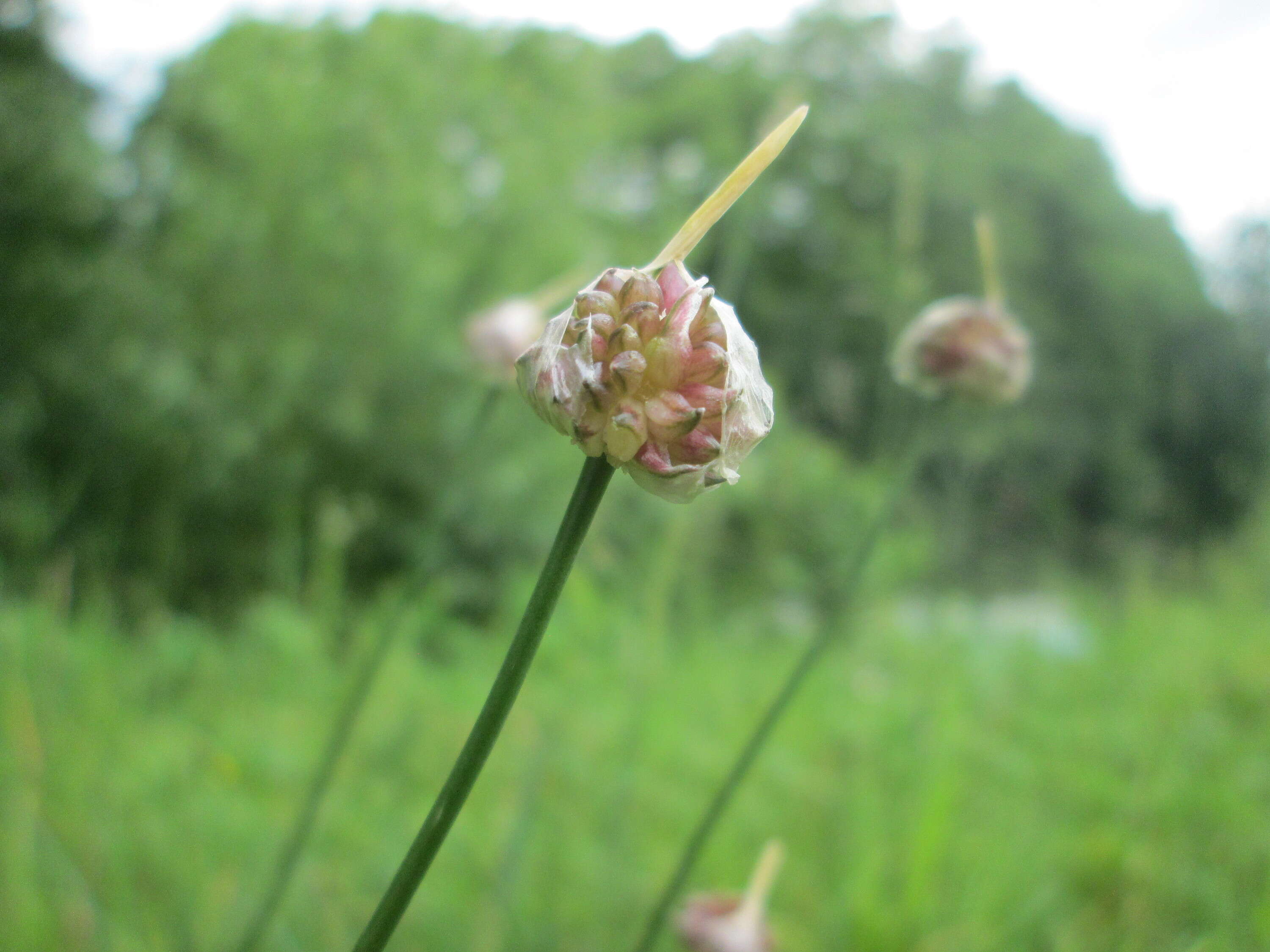 Image of wild garlic