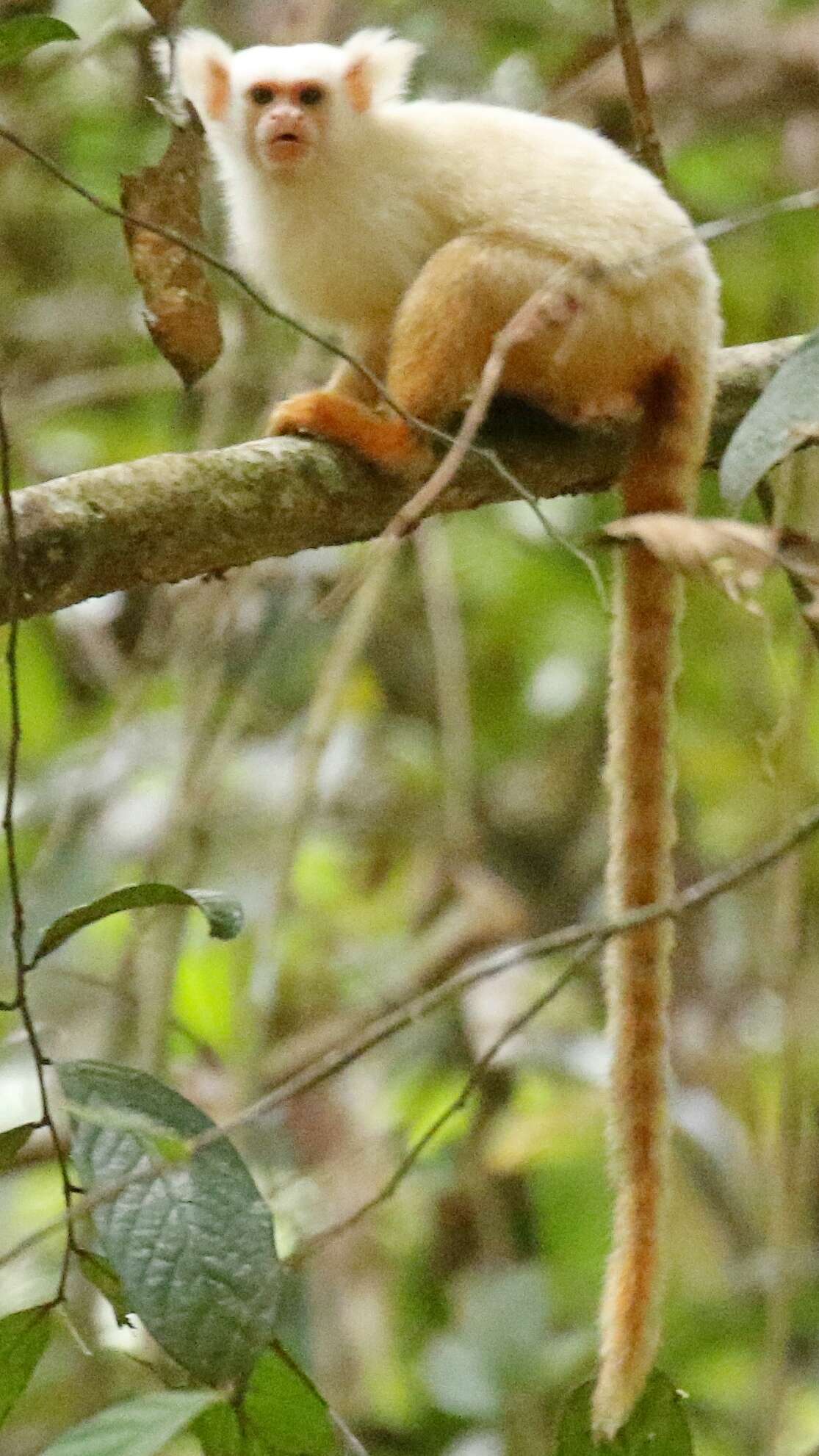 Image of Gold-and-white Marmoset