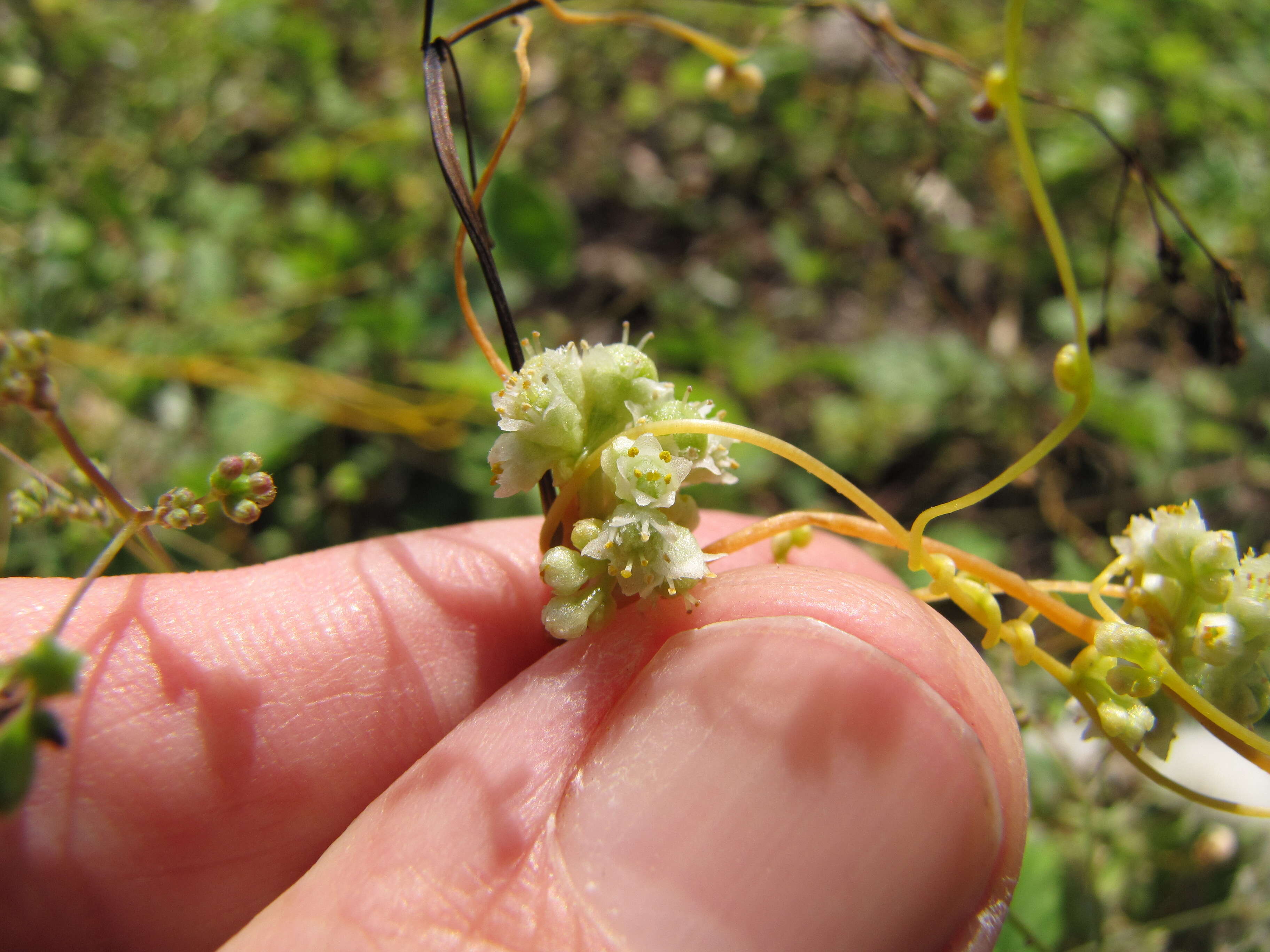 Image de Cuscuta campestris