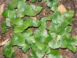 Plancia ëd Hepatica nobilis var. acuta (Pursh) Steyermark