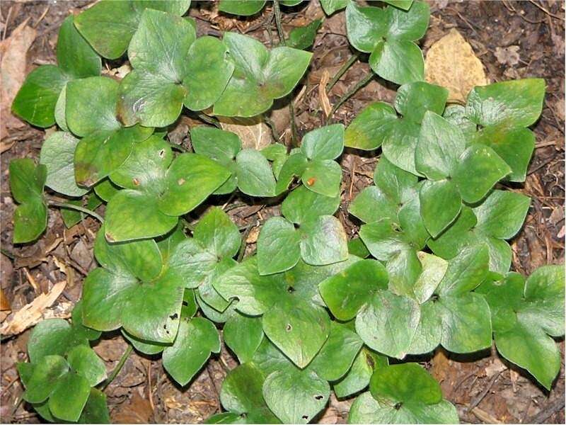 Plancia ëd Hepatica nobilis var. acuta (Pursh) Steyermark