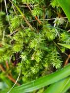 Image of Electrified Cat's Tail Moss