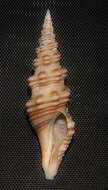 Image of Compsodrillia bicarinata (Shasky 1961)