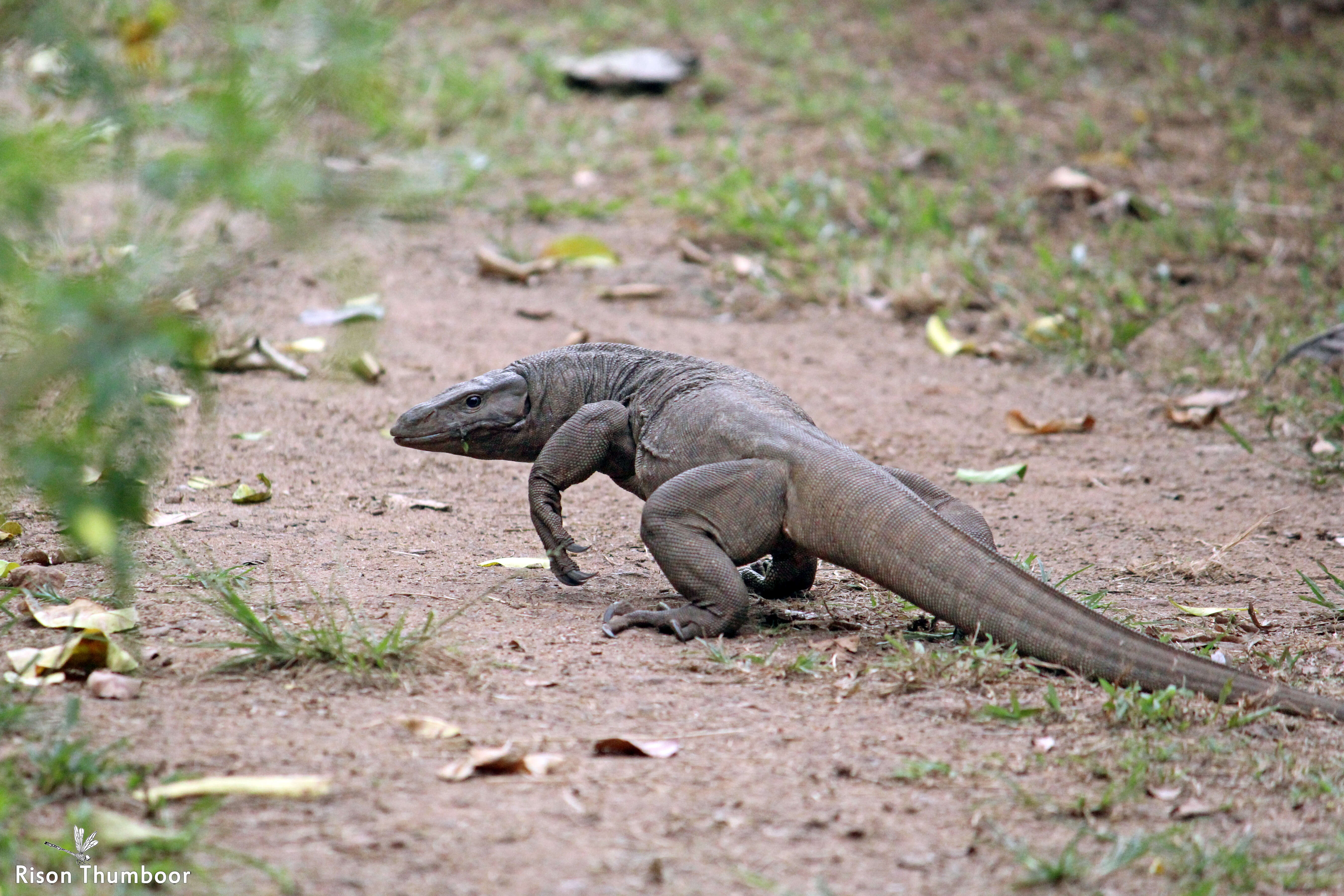 Image of monitor lizards