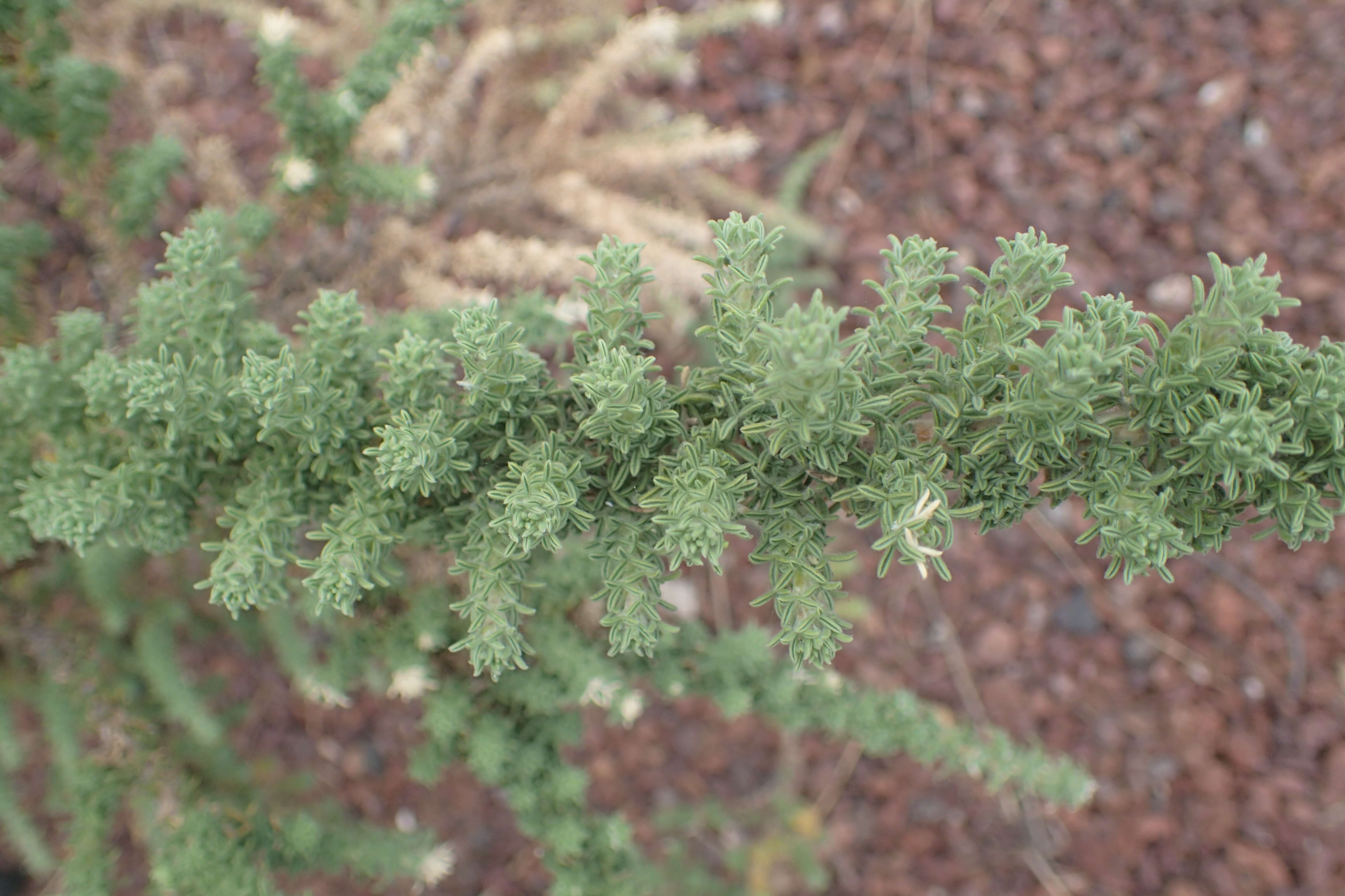 Слика од Adenocarpus viscosus (Willd.) Webb & Berthel.