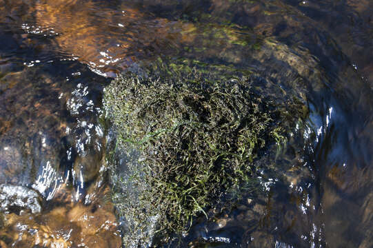 Image of hornleaf riverweed