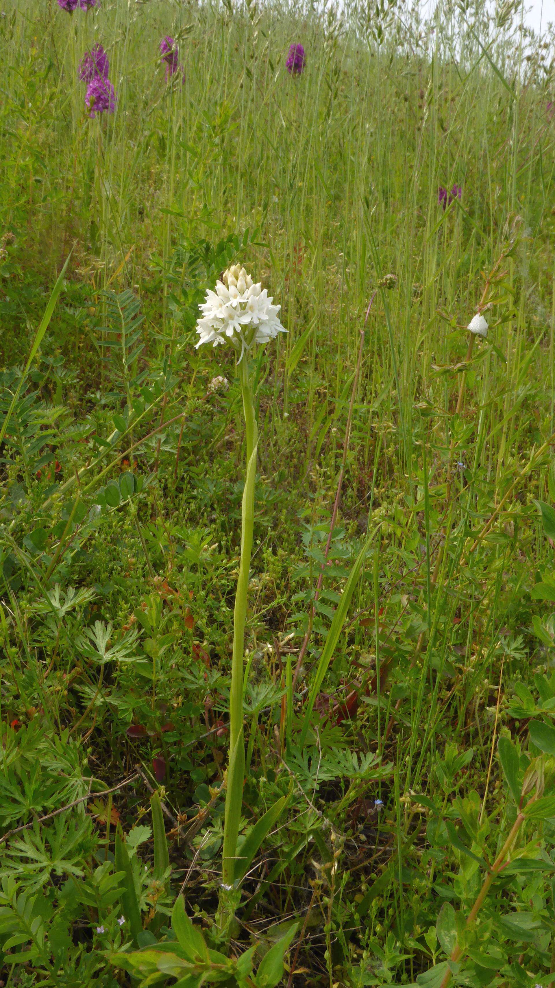 Image of Pyramidal orchid