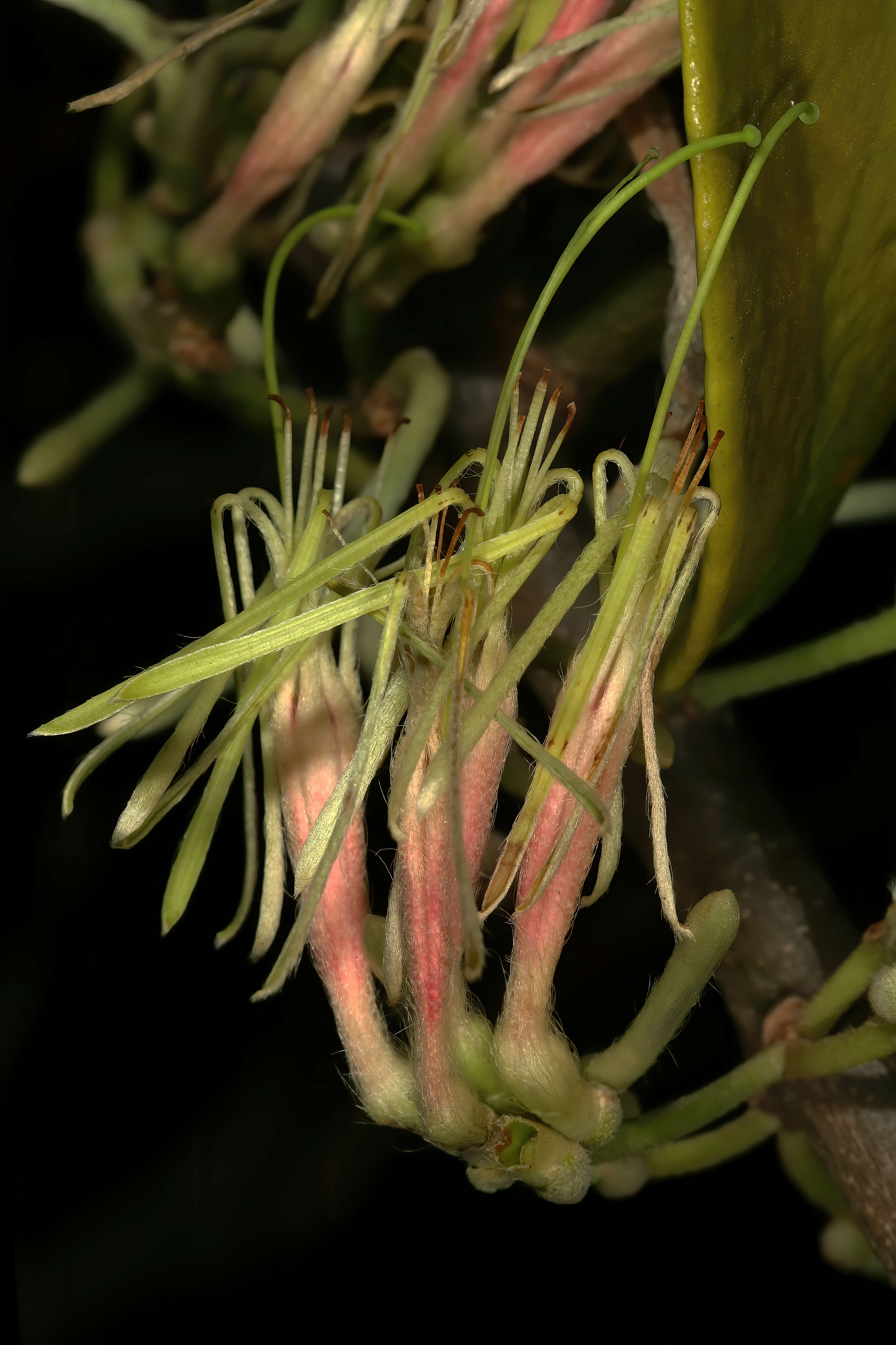 Image of Erianthemum dregei (Eckl. & Zeyh.) van Tiegh.