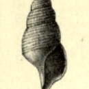 Image of Probuccinum archibenthale (Melvill & Standen 1907)