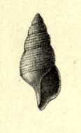 Image of Probuccinum archibenthale (Melvill & Standen 1907)