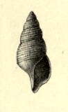 Image of Probuccinum archibenthale (Melvill & Standen 1907)