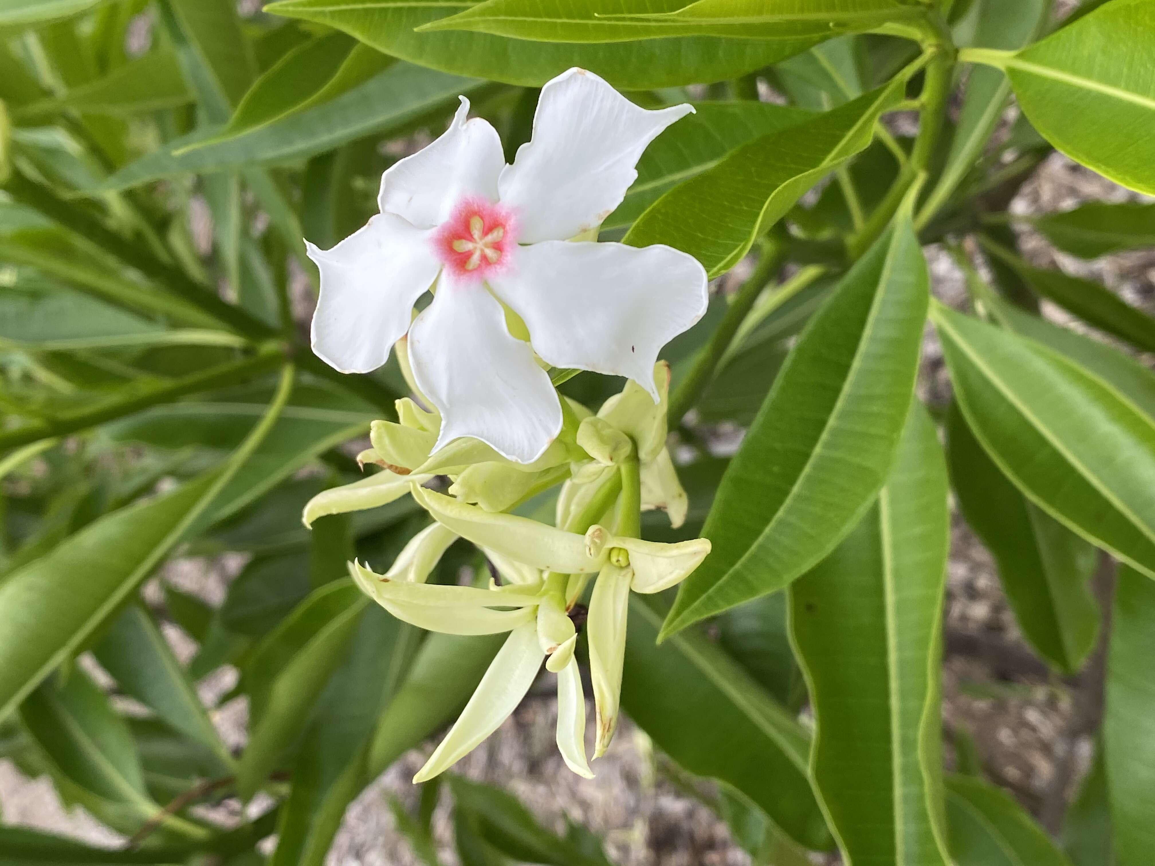 Image de Cerbera floribunda K. Schum.