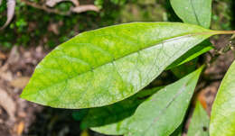 Image of Coprosma lucida J. R. Forst. & G. Forst.