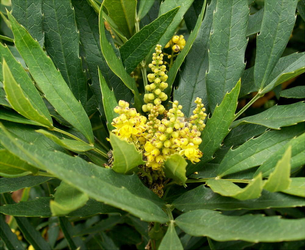 Image of Berberis fortunei Lindl.