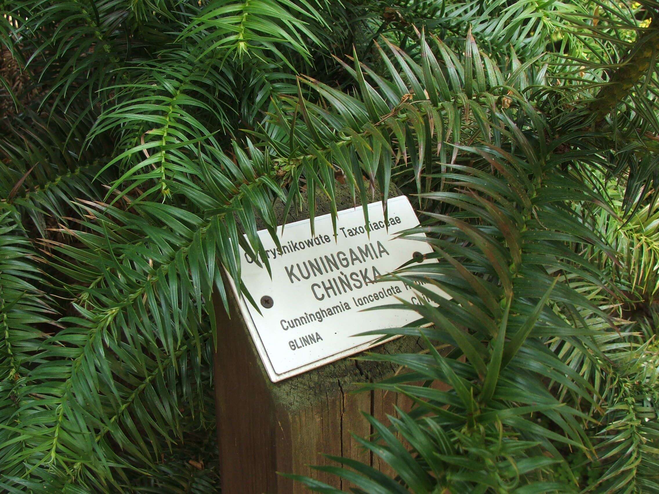 Image of Cunninghamia