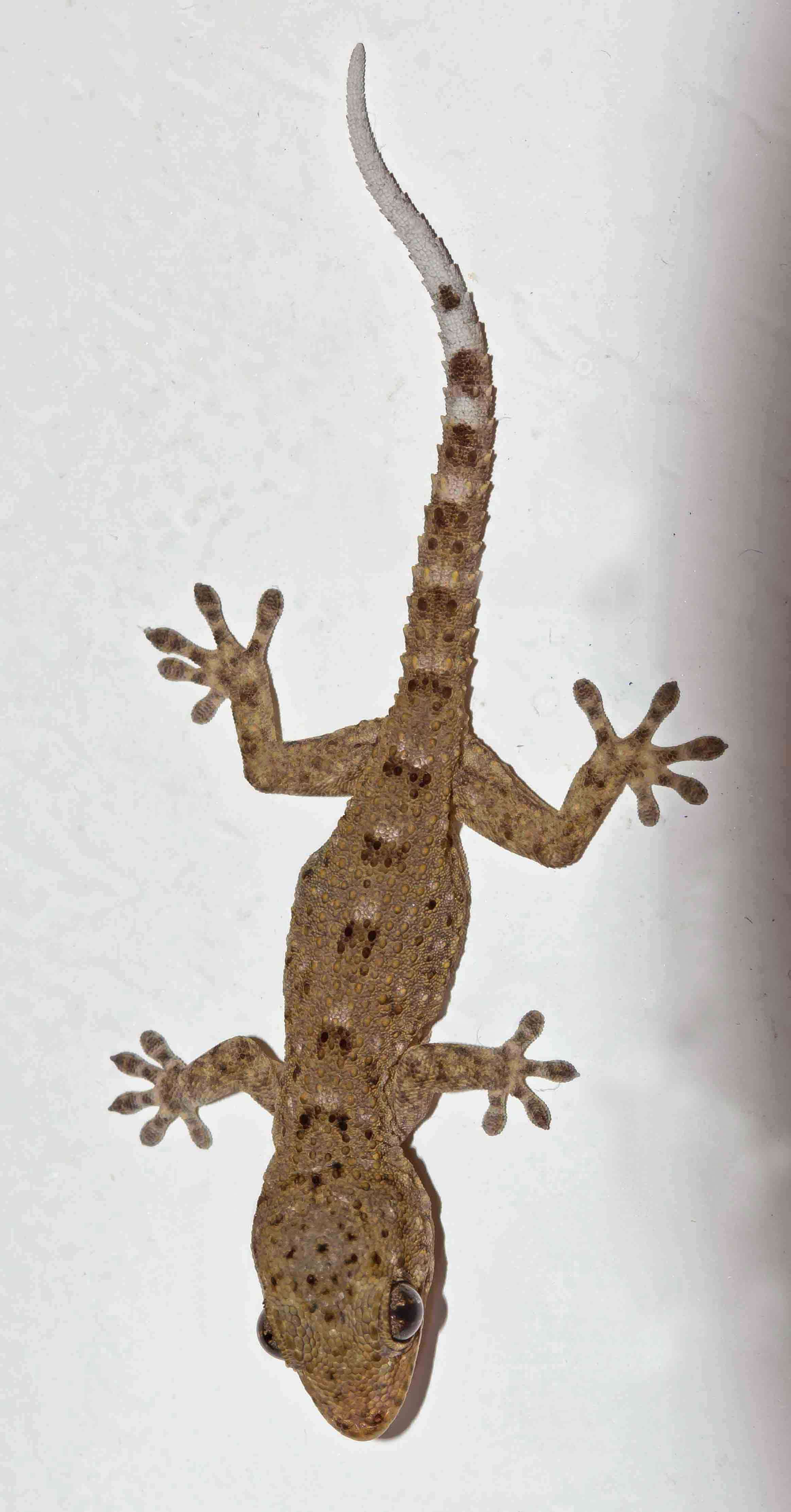 Image of American Wall Gecko