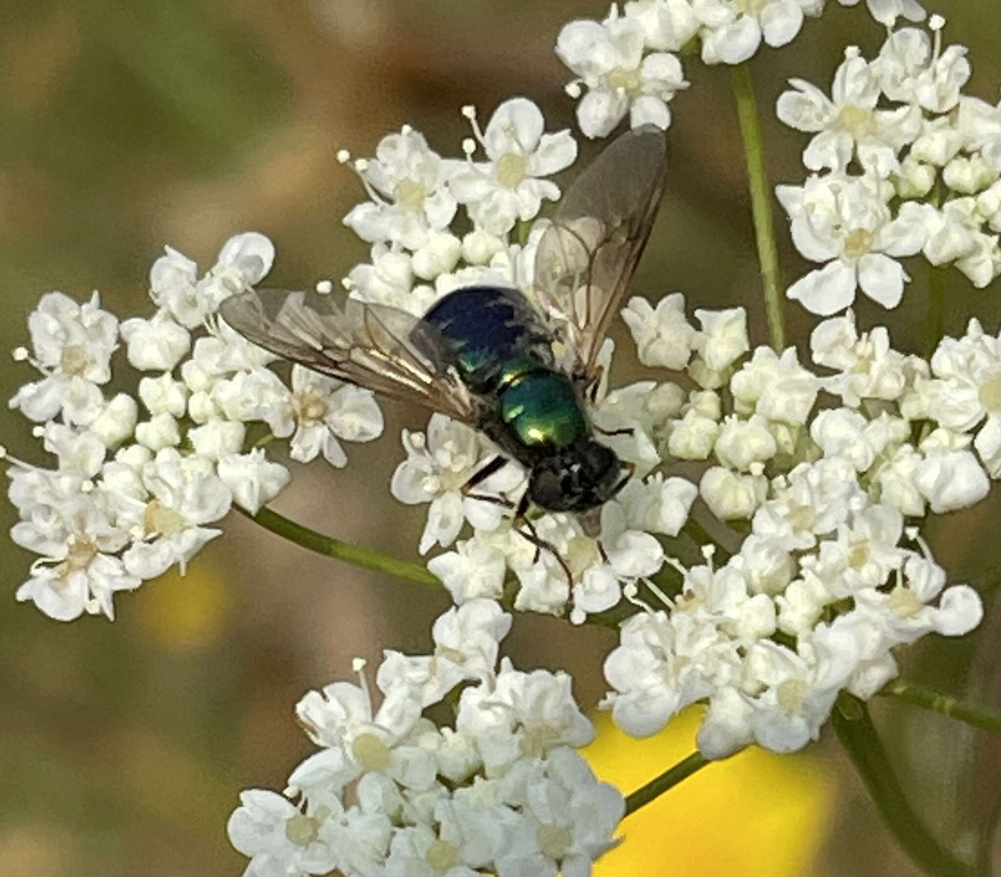 Image of Soldier fly