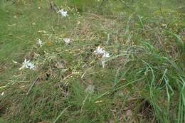 Image of Branched St Bernard's lily