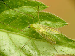 Imagem de Chironomidae