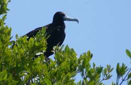 Image of frigatebirds