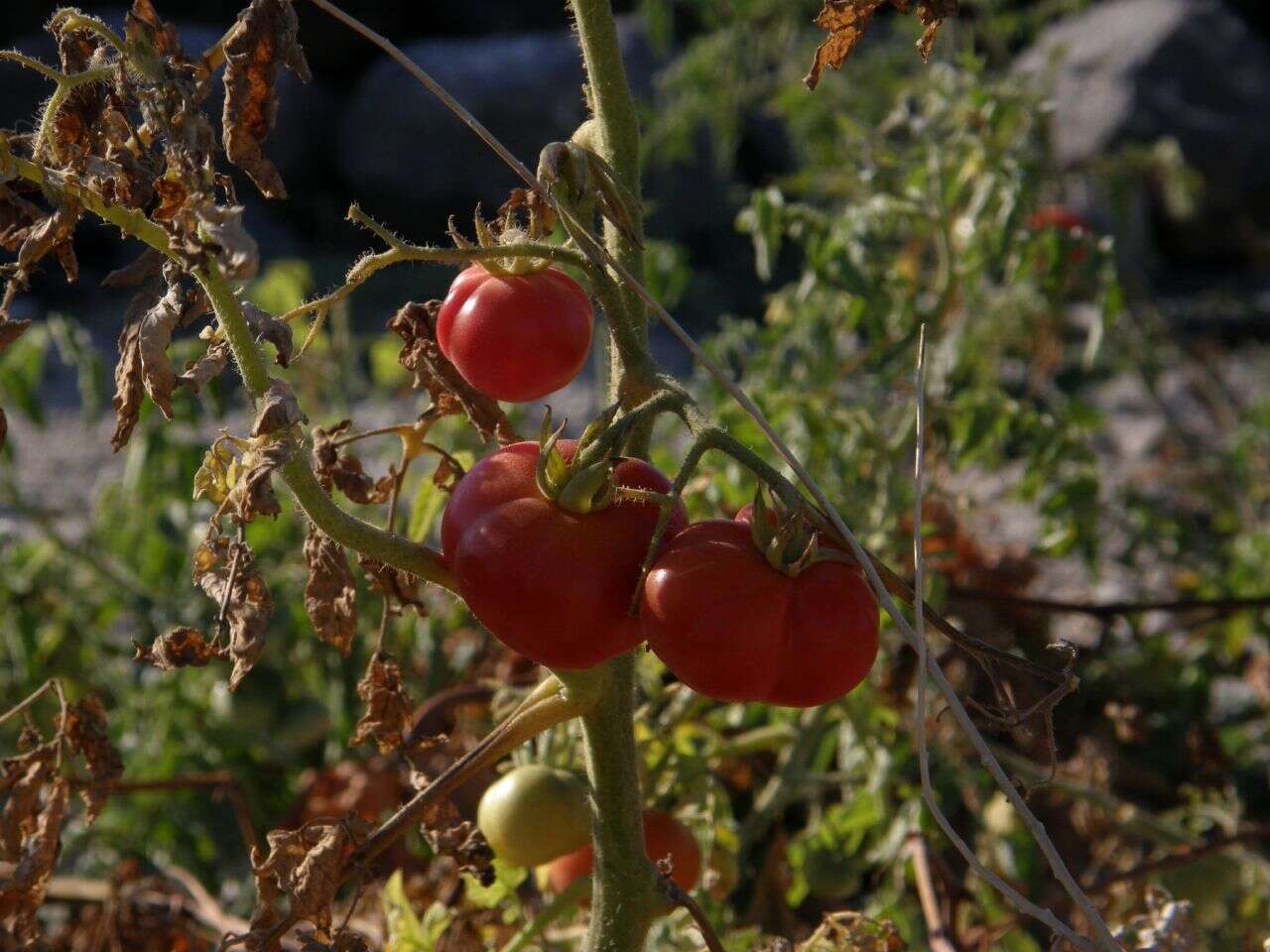 Image of Solanum lycopersicum var. cerasiforme