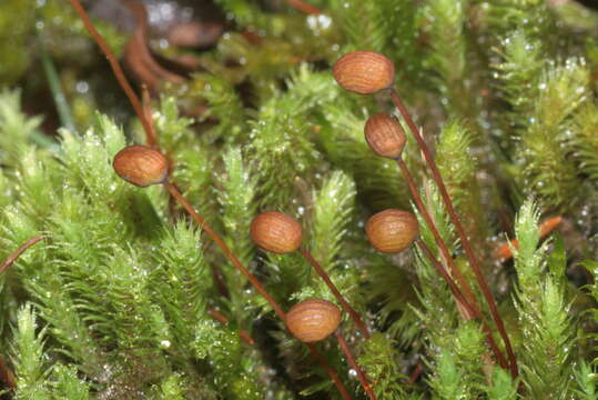 Image of thick-nerved apple-moss