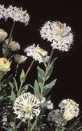 Image of Pimelea treyvaudii F. Müll. ex Ewart & Rees