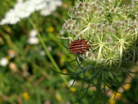 Image of <i>Graphosoma italicum</i>