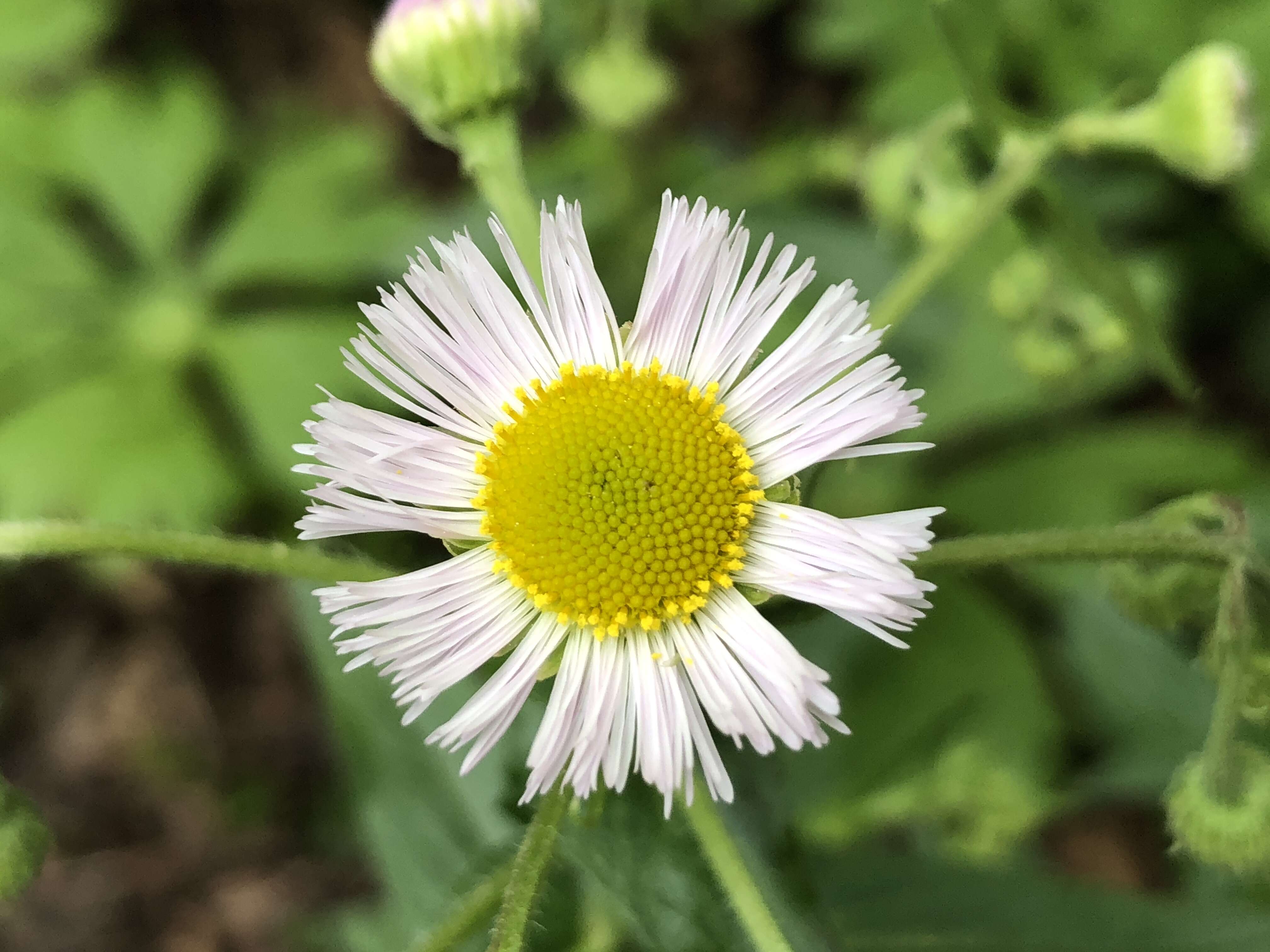 Image of prairie fleabane