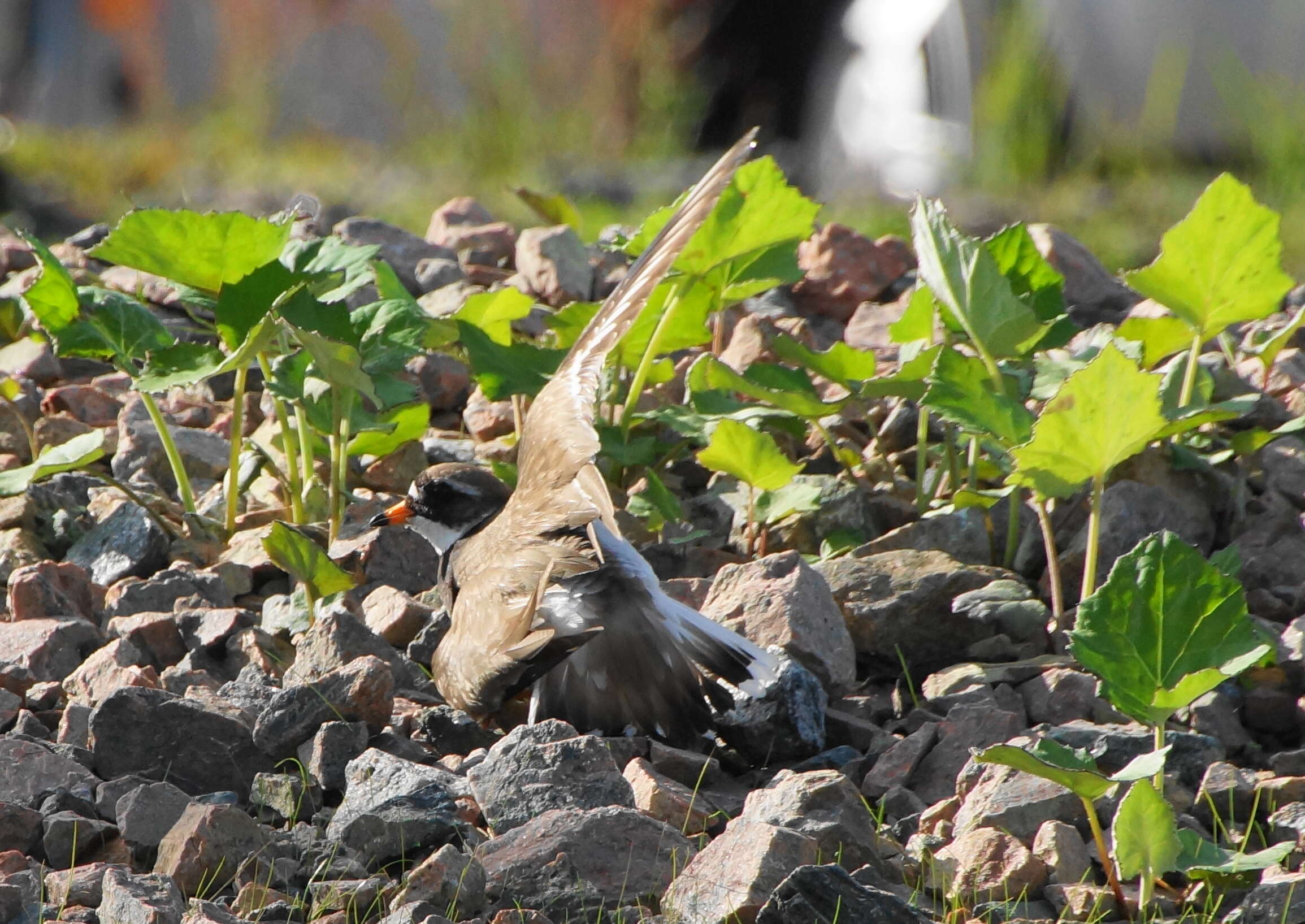 Image of ringed plover, common ringed plover