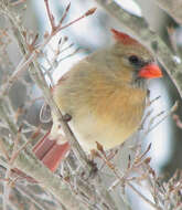 Image of Cardinalis Bonaparte 1838