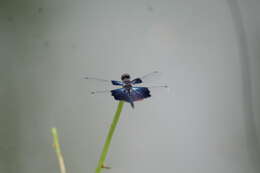 Слика од Rhyothemis triangularis Kirby 1889