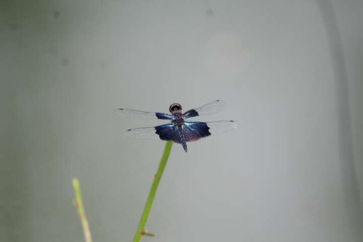 Слика од Rhyothemis triangularis Kirby 1889