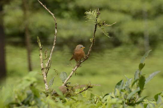 Image of Rufous Babbler