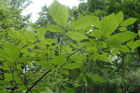 Imagem de Euonymus oxyphyllus Miq.