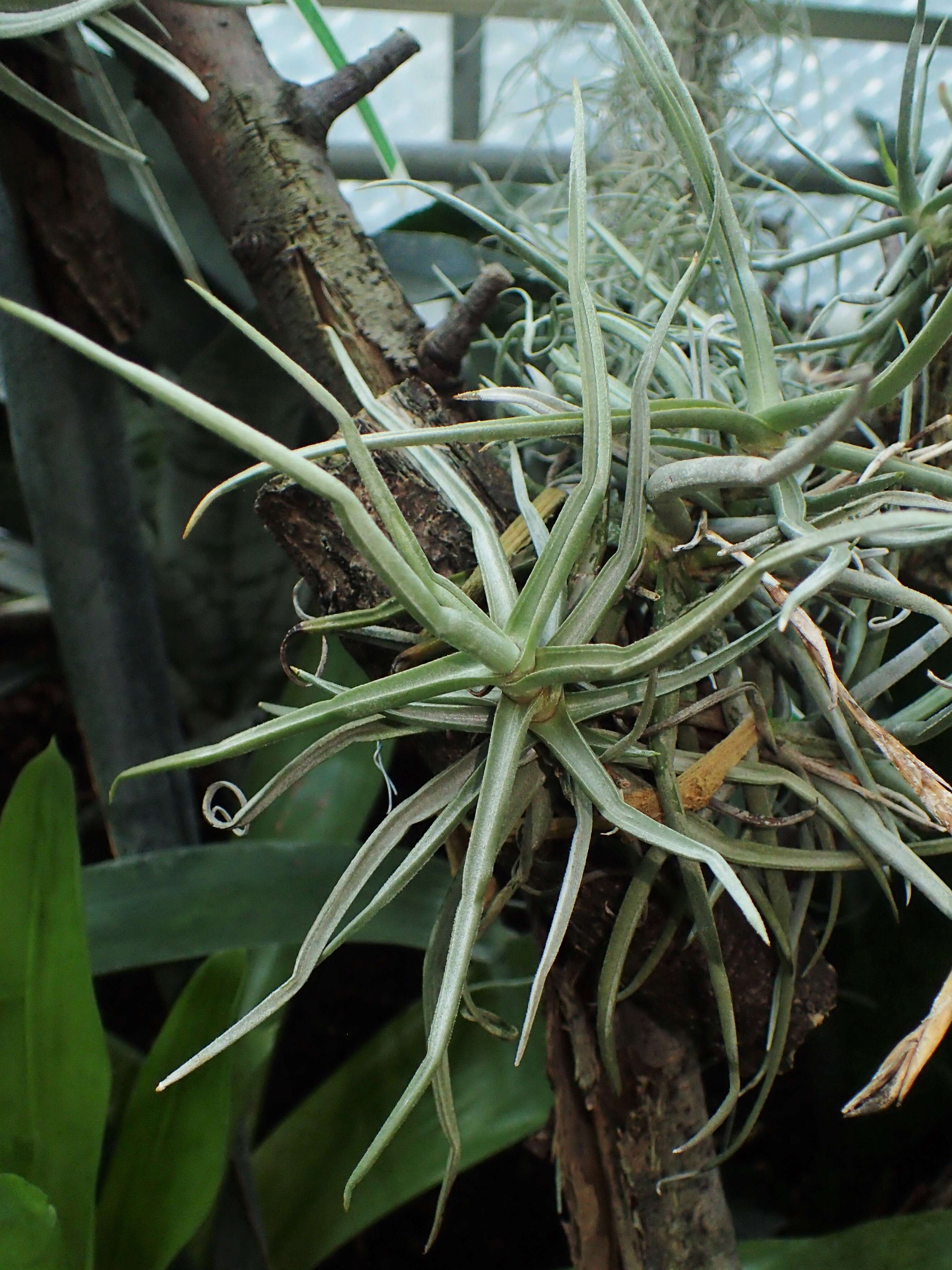 Image of Tillandsia reichenbachii Baker