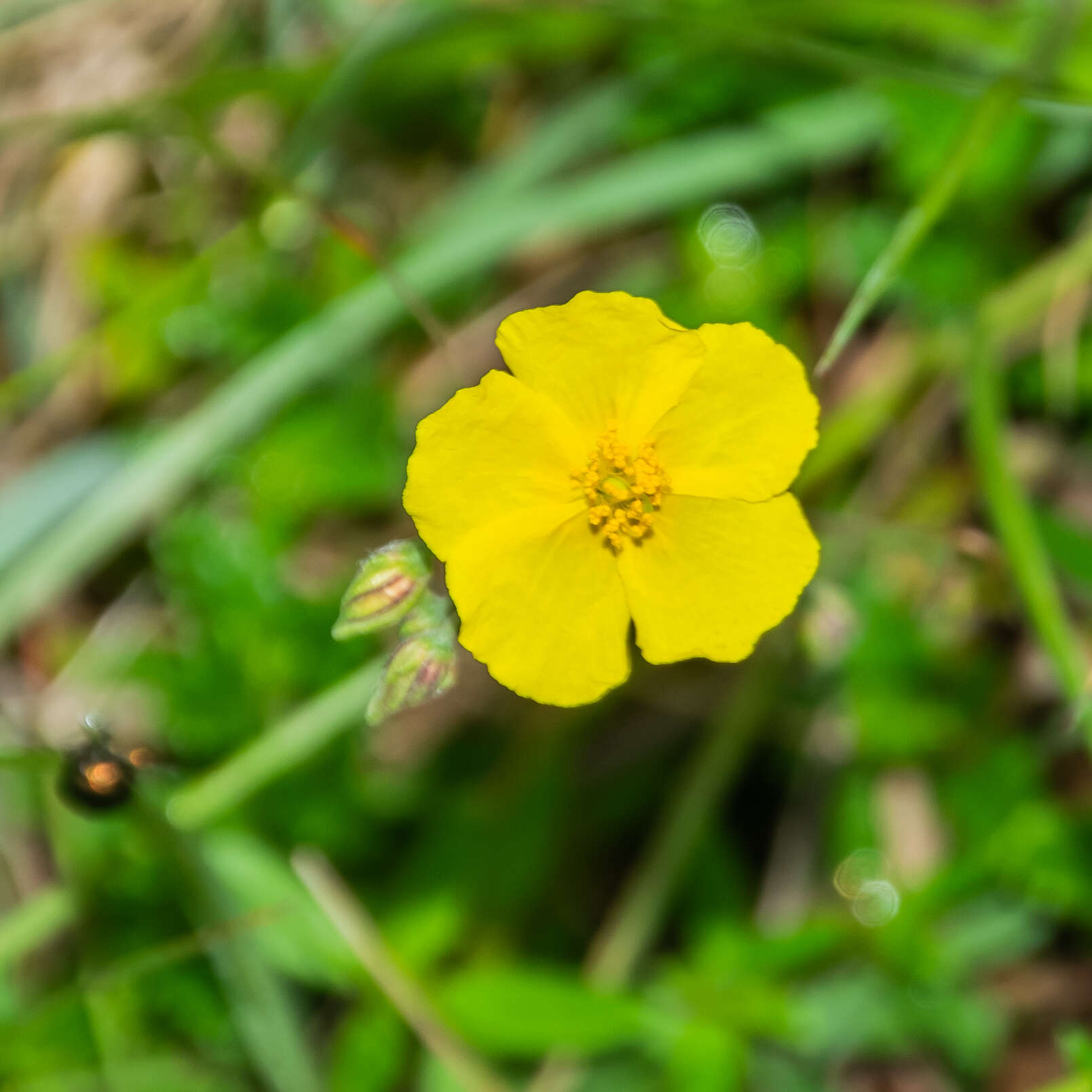 Image of Common Rock-rose