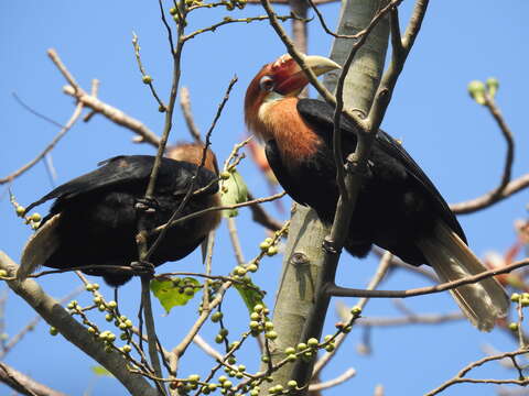 Image of Narcondam Hornbill