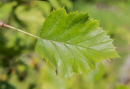 Plancia ëd Crataegus anomala Sarg.